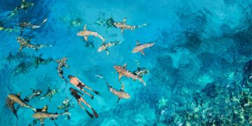 Oasis: Anantara Veli & Anantara Dhigu