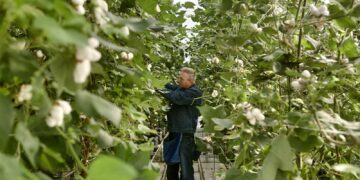 Homegrown Denim: Die erste Jeans aus dem Gewächshaus