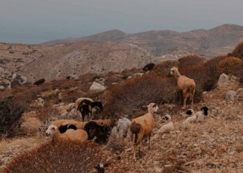 Geheimtipp: Das Gundari Resort auf Folegandros