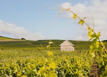 Cheers! Louis Roederer feiert 250 Jahre